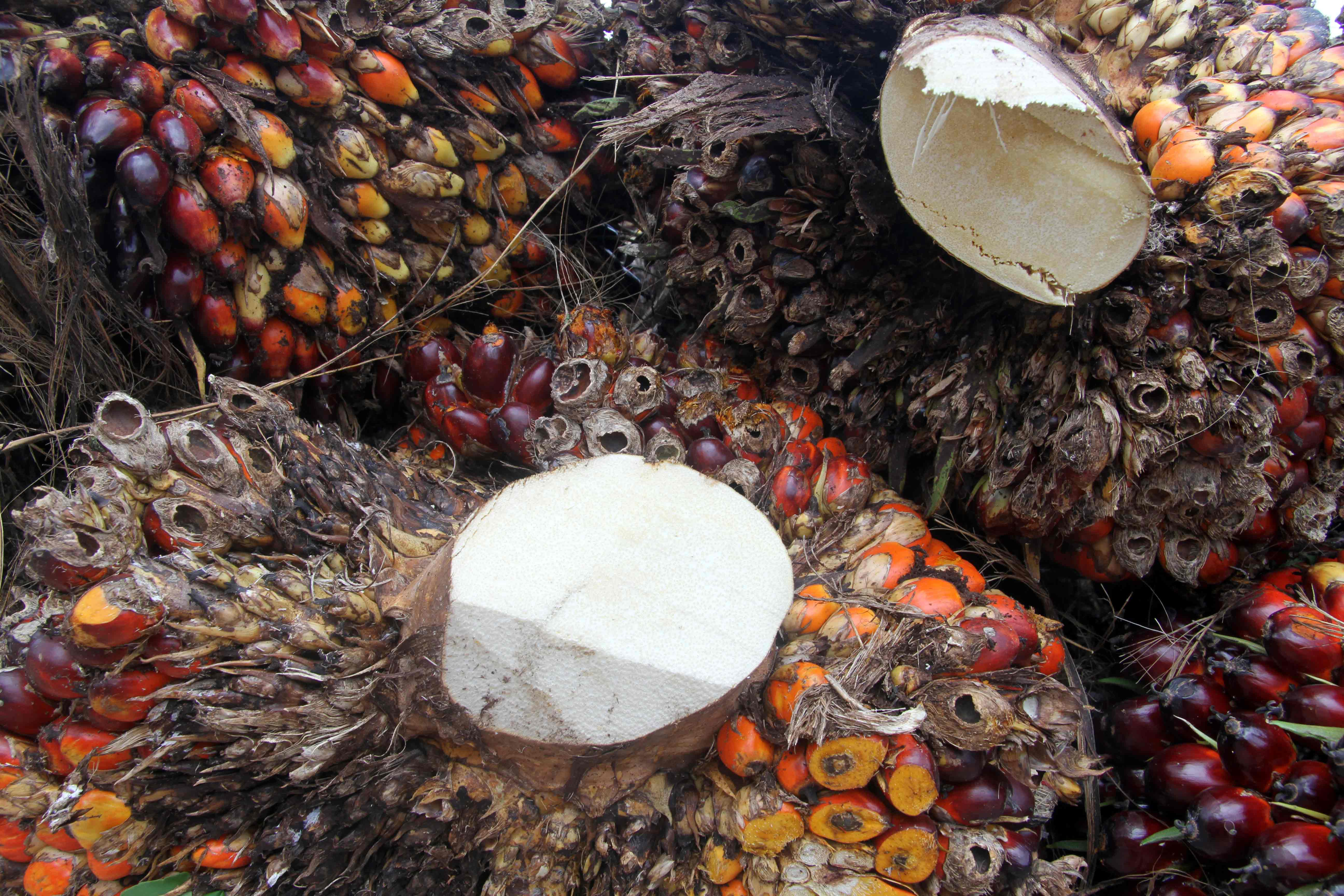 Palm Oil - Homa Resources Sdn. Bhd.